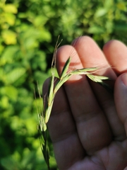 Elymus caninus