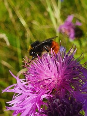 Bombus lapidarius