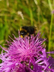 Bombus lapidarius