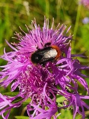 Bombus lapidarius