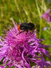 Bombus lapidarius