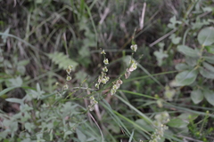 Rumex scutatus