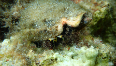 Dardanus lagopodes