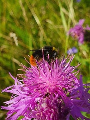 Bombus lapidarius