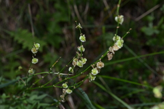 Rumex scutatus