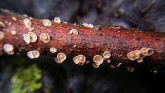 Corticium minnsiae