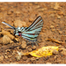 Mariposa Cometa Golondrina Mexicana - Photo (c) Ale Türkmen, algunos derechos reservados (CC BY-NC-SA), subido por Ale Türkmen