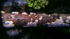 Corticium minnsiae
