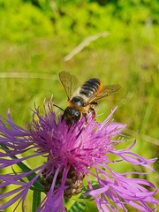 Megachile