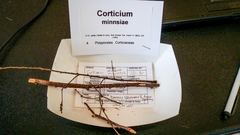 Corticium minnsiae