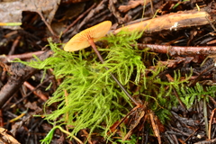 Heimiomyces fulvipes