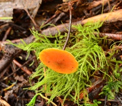 Heimiomyces fulvipes