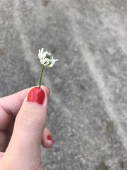 Trifolium repens