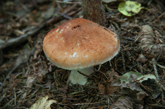 Leucocortinarius bulbiger