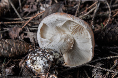 Leucocortinarius bulbiger