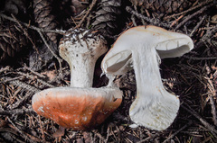 Leucocortinarius bulbiger