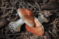 Leucocortinarius bulbiger
