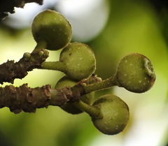 Ficus erecta