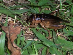 Tarbinskiellus portentosus