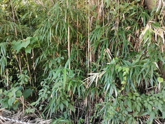 Pleioblastus simonii