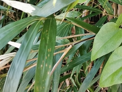 Pleioblastus simonii