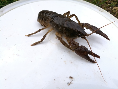 Primorski rak (Austropotamobius pallipes)