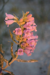Penstemon eriantherus