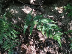 Dryopteris pacifica