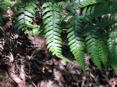 Dryopteris pacifica