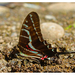 Dark Kite-Swallowtail - Photo (c) Ale Türkmen, some rights reserved (CC BY-NC-SA), uploaded by Ale Türkmen
