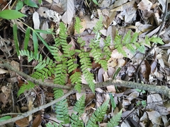 Dryopteris erythrosora