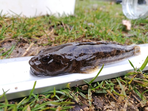 hlaváč bieloplutvý (Cottus gobio)