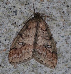 Paleacrita merriccata