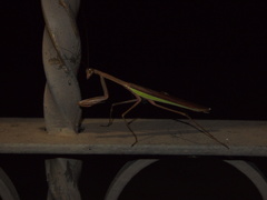 Tenodera aridifolia