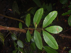 Aphanamixis polystachya