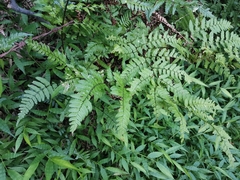 Dryopteris hondoensis