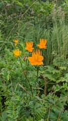 Trollius