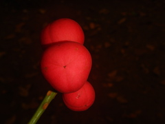 Aphanamixis polystachya