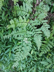 Dryopteris hondoensis