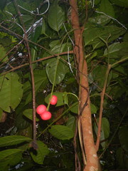 Aphanamixis polystachya