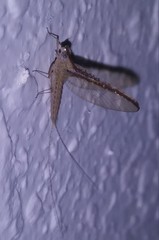 Callibaetis fluctuans