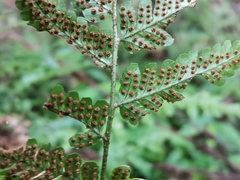 Dryopteris hondoensis