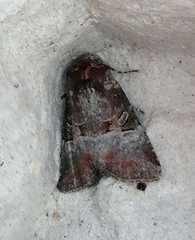 Mesoligia literosa