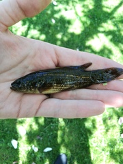 Umbra krameri