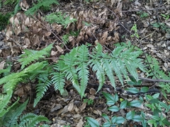 Dryopteris pacifica