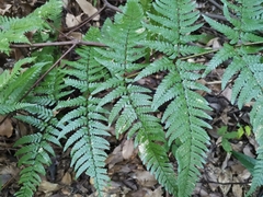 Dryopteris pacifica