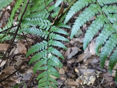 Dryopteris pacifica