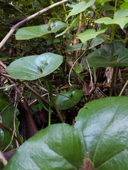 Farfugium japonicum japonicum