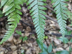 Dryopteris pacifica