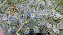 Mertensia simplicissima